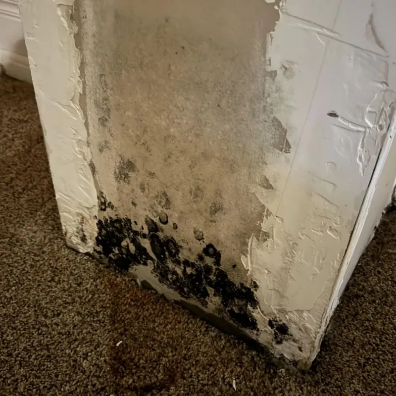 Professional Mold Removal in Napoleon, OH